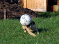 Vrijdag ADO gemist maar gelukkig zondag nog hiernaar kunnen kijken. Niet te hopen dat ie uiteindelijk voor een record transfer bedrag naar een andere club gaat maar denk het niet. Hij heeft het bij zijn huidige club best goed!
