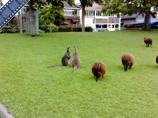 Geen gorilla gelukkig