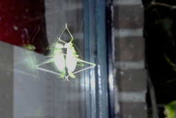 Lijkt wel Jurassic Park hier...