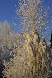 Woubrugge in de winter