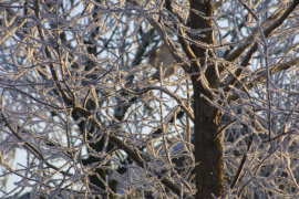 Woubrugge in de winter
