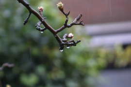 Wat een druilerig weer...