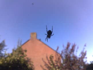 Lijkt wel de paralympics in de tuin hier