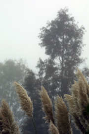 Herfstmist, mooi maar gelukkig wel op dinsdag