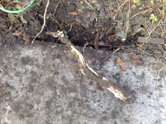 deze jongens vindt de boor niet leuk