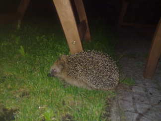 Mijn vriendje is weer in de tuin!