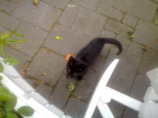 kattenvoer wordt ook geregeld geloof ik