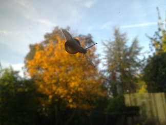 Na nachtje regen wel echt herfst geworden