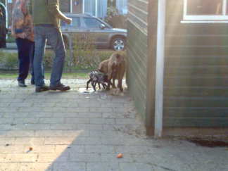 Worden net twee <strike>lammetjes</strike> geitjes voor de deur geboren..konden de kinders nog net even kijken