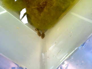 Ze krijgen pootjes ;)