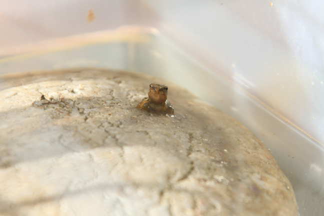 Kleine visjes worden groot...