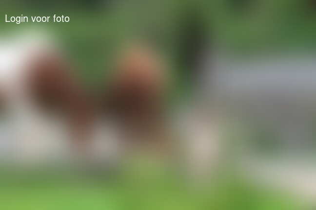 Het paard kijkt een beetje naar zijn fluit van: wat de f*ck is
 dat wat daar hangt ....