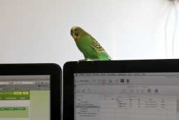 Codereview by the nerdbird