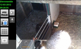 Aan het werk en af en toe een blik op de webcam of de lammetjes al geboren worden... 