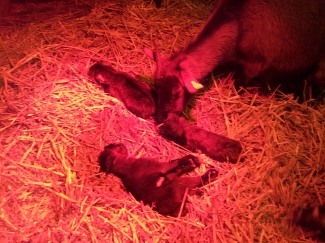 En jawel, drie kleine geitjes.