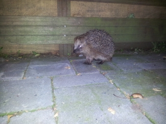 En zoals elk jaar is hij of zij er ook weer