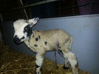 Vanmorgen geboren: twee schattige lammetjes