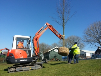 Majesteit, onze koningslinde staat hoor! 
