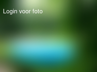 Ze vermaken zich weer prima