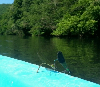 Zeg! Moet dat op mijn kano waar de kinderen bij zijn!? 