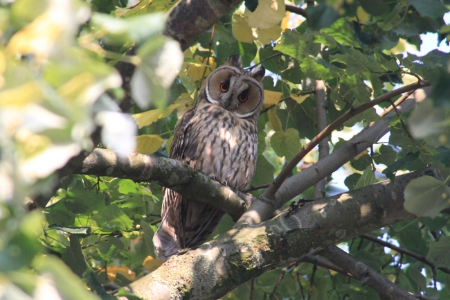 Zitten gewoon vier uilen in de boom hier. Prachtige beesten! 