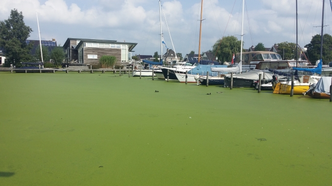 Ze hebben gras gelegd in de haven