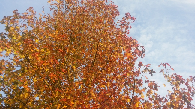 De boom toont toch echt herfstachtig, de thermometer minder.. 