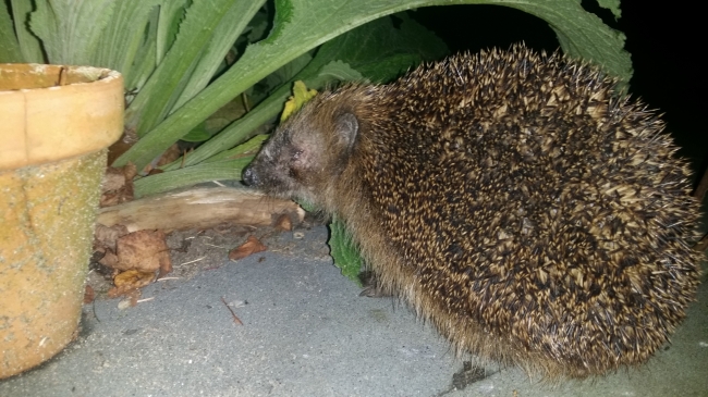 Wie hebben we daar op de vrijdagmiddagborrel 