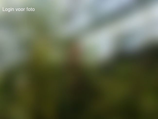 Jungletocht met mannetje