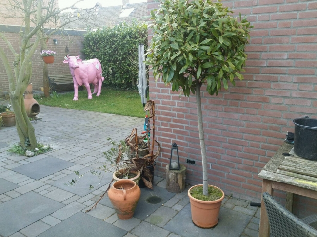 Blij met laurier boompje