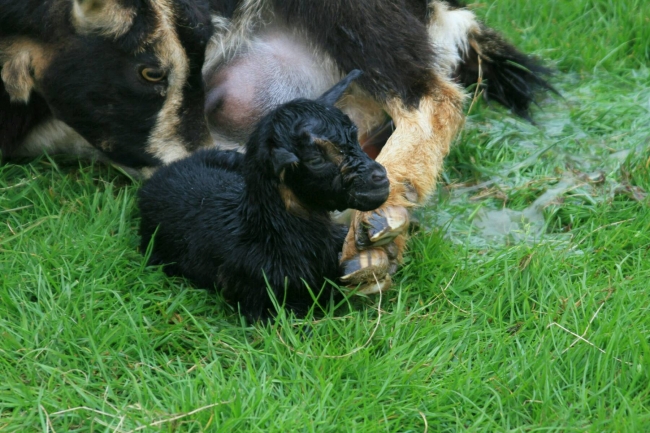 Vanmiddag nog geitje geboren zien worden