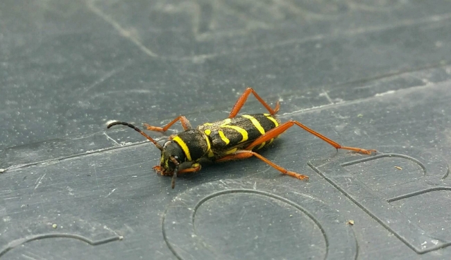 Weet niet wat ik nu weer uit een emmer water gered heb... 