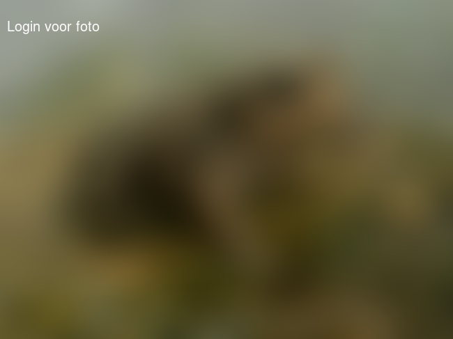 De mannetjes hebben vanmiddag een oppas voor de kikkervisjes gehaald