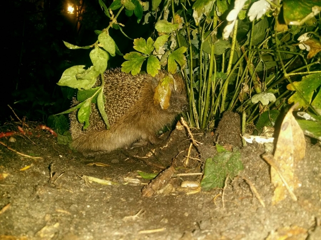 We hebben weer gezelschap bij ons avond afzakkertje 
