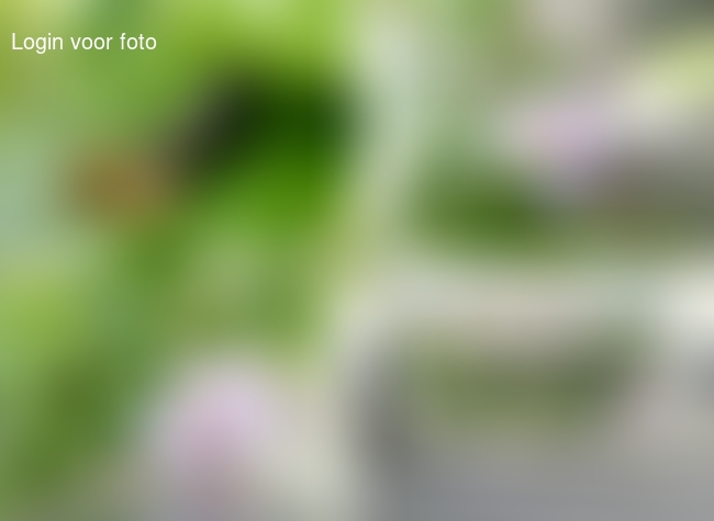 We vonden in de tuin de cocon van een rups die bewoog als je hem aanraakt... 