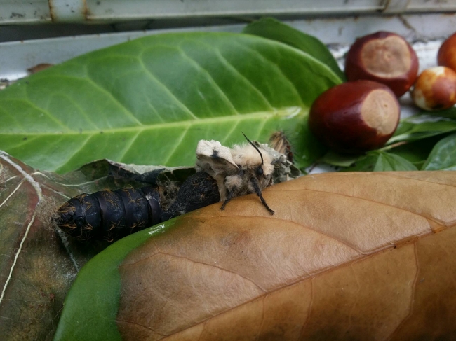 En jawel, daar komt de vlinder uit de cocon... 