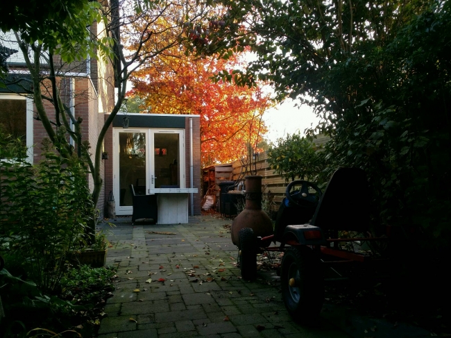 De boom lijkt wel in brand te staan #herfst