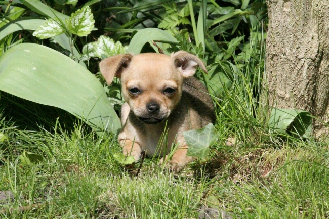 Meisje gaat al heerlijk door de tuin
