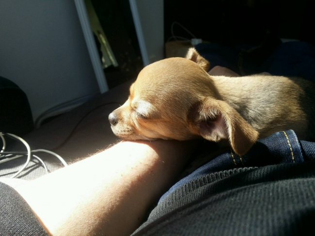 Klaar voor eerste schooldag