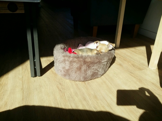 Genieten van binnenvallende zon