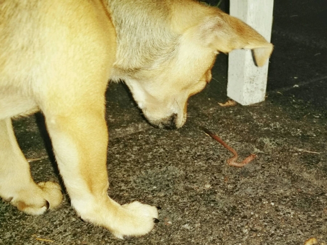 Levensgevaarlijke regenworm aan het vangen