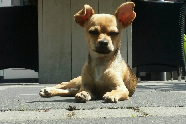 Bowzer geniet van zomerzon
