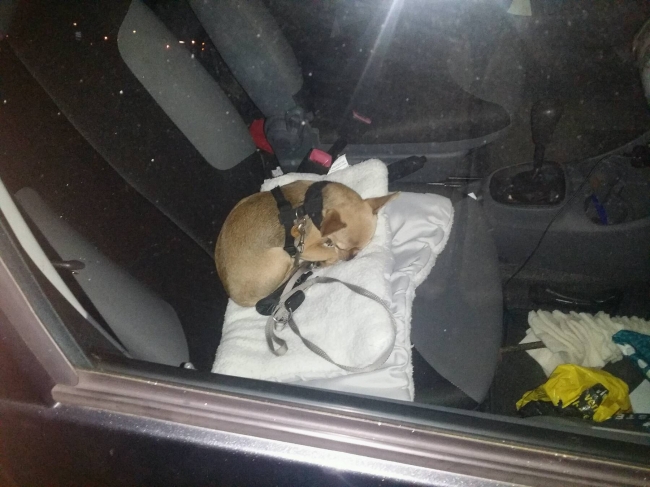 Topactie... Sleutels en hond in de auto... die op slot isðŸ˜¬