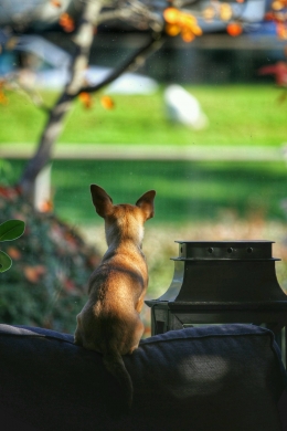 Lekker vanaf de bank naar de dierenweide loeren