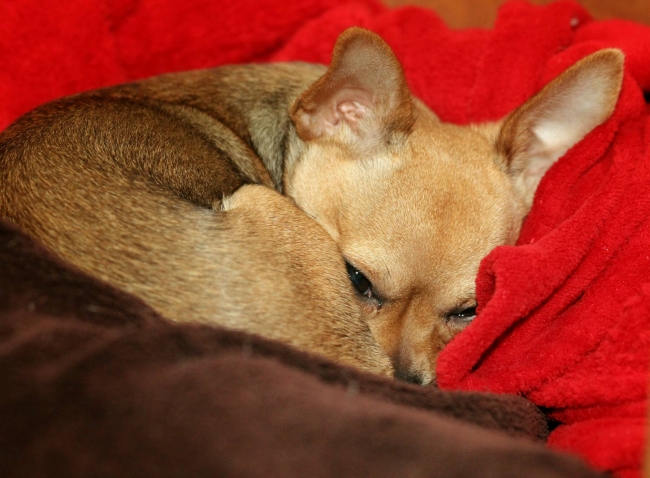 Maak me maar wakker als het lente is