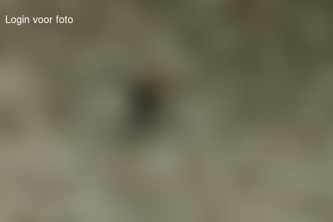 Racehond op strand van Noordwijk