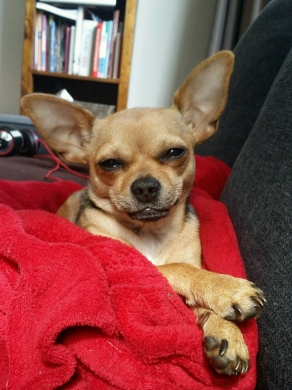 Op de bank aan het werk met poot omhoog. Maar de zuster past goed op me...