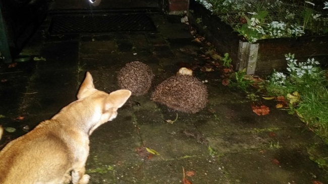 Twee egeltjes dachten even rustig een peer te kunnen eten tot ik terug kwam met ons mormel...
