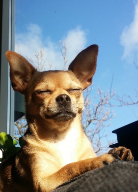 Genieten van een lekker zonnetje 