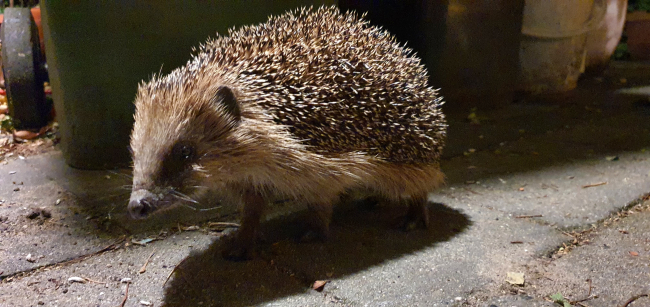 Nog aan het genieten van de warme avond met gezelschap